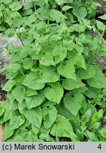 Campanula alliariifolia (dzwonek czosnaczkowaty)