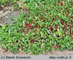 Polygonum affine (rdest pokrewny)