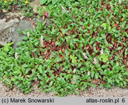 Polygonum affine (rdest pokrewny)