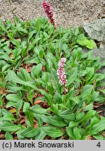 Polygonum affine (rdest pokrewny)