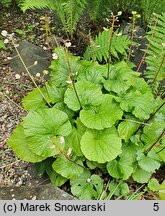 Pachyphragma macrophyllum (tobołki wielkolistne)