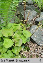 Pachyphragma macrophylla (pachyfragma wielkolistna)