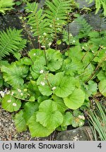 Pachyphragma macrophylla (pachyfragma wielkolistna)