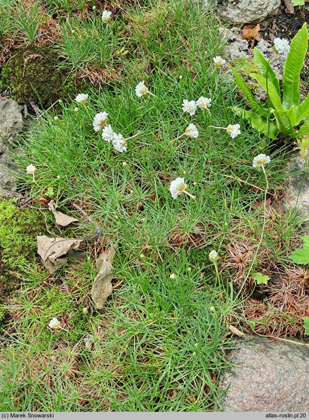 Armeria maritima Alba