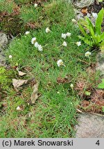 Armeria maritima Alba