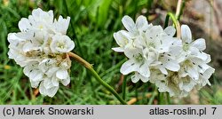 Armeria maritima Alba