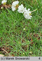 Armeria maritima Alba