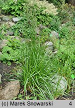 Helictochloa planiculmis (owsica spłaszczona)