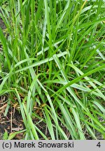 Helictochloa planiculmis (owsica spłaszczona)