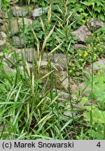 Helictochloa planiculmis (owsica spłaszczona)