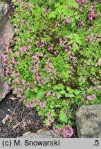 Saxifraga umbrosa (skalnica cienista)