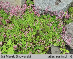 Saxifraga umbrosa (skalnica cienista)
