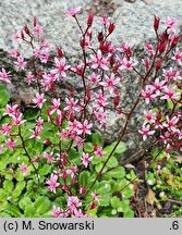 Saxifraga umbrosa (skalnica cienista)