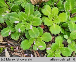Saxifraga umbrosa (skalnica cienista)