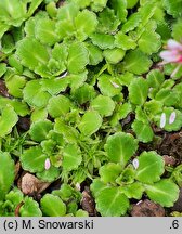 Saxifraga umbrosa (skalnica cienista)