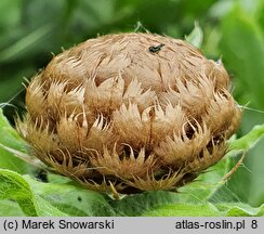 Centaurea macrocephala (chaber wielkogłówkowy)