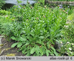 Centaurea macrocephala (chaber wielkogłówkowy)