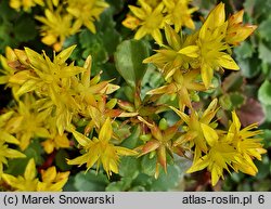 Phedimus hybridus (rozchodnik mieszańcowy)