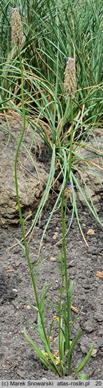 Phyteuma persicifolium (zerwa brzoskwiniolistna)