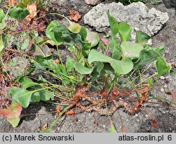 Limonium perezii (zatrwian Pereza)