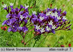 Limonium perezii (zatrwian Pereza)