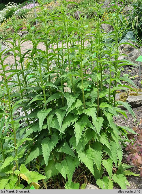 Campanula komarovii (dzwonek Komarowa)