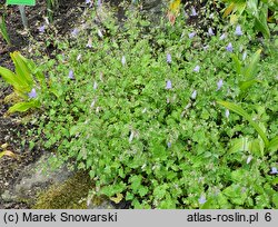 Campanula armena (zrostka amerykańska)