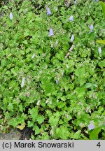 Campanula armena (zrostka amerykańska)