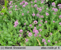 Phuopsis stylosa (kozłówka długoszyjkowa)