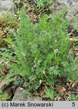 Pulsatilla bungeana (sasanka Bungego)