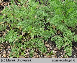 Pulsatilla bungeana (sasanka Bungego)