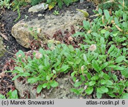 Dryas octopetala (dębik ośmiopłatkowy)