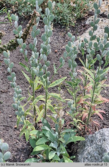 Acuston perenne (fibigia miesiącznicowata)