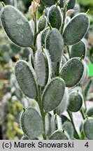 Acuston perenne (fibigia miesiącznicowata)