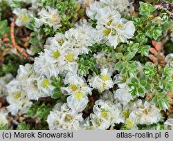 Paronychia capitata (paronychia głowiasta)