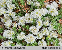 Paronychia capitata (paronychia głowiasta)