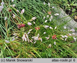 Allium roseum (czosnek różowy)