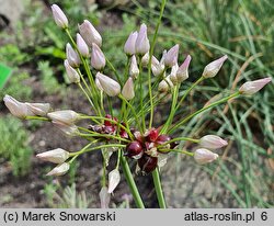 Allium roseum (czosnek różowy)