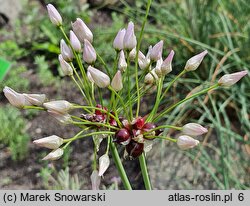 Allium roseum (czosnek różowy)