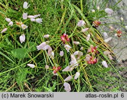 Allium roseum (czosnek różowy)