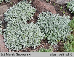 Tanacetum haradjanii (wrotycz Haradjana)