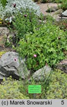 Dianthus cruentus (goździk krwisty)