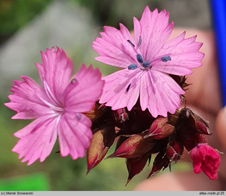 Dianthus cruentus (goździk krwisty)