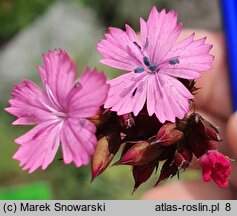 Dianthus cruentus (goździk krwisty)