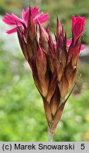 Dianthus cruentus (goździk krwisty)