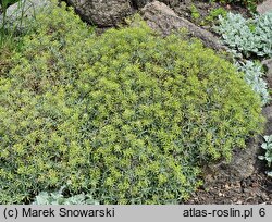 Hormathophylla spinosa (smagliczek ciernisty)