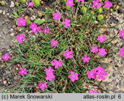 Dianthus myrtinervius (goździk mirtowaty)