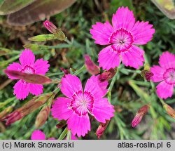 Dianthus myrtinervius (goździk mirtowaty)