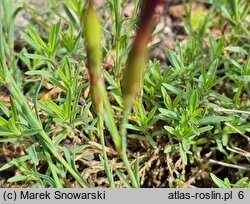 Dianthus myrtinervius (goździk mirtowaty)