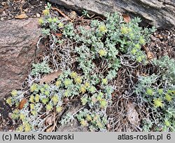 Teucrium musimonum